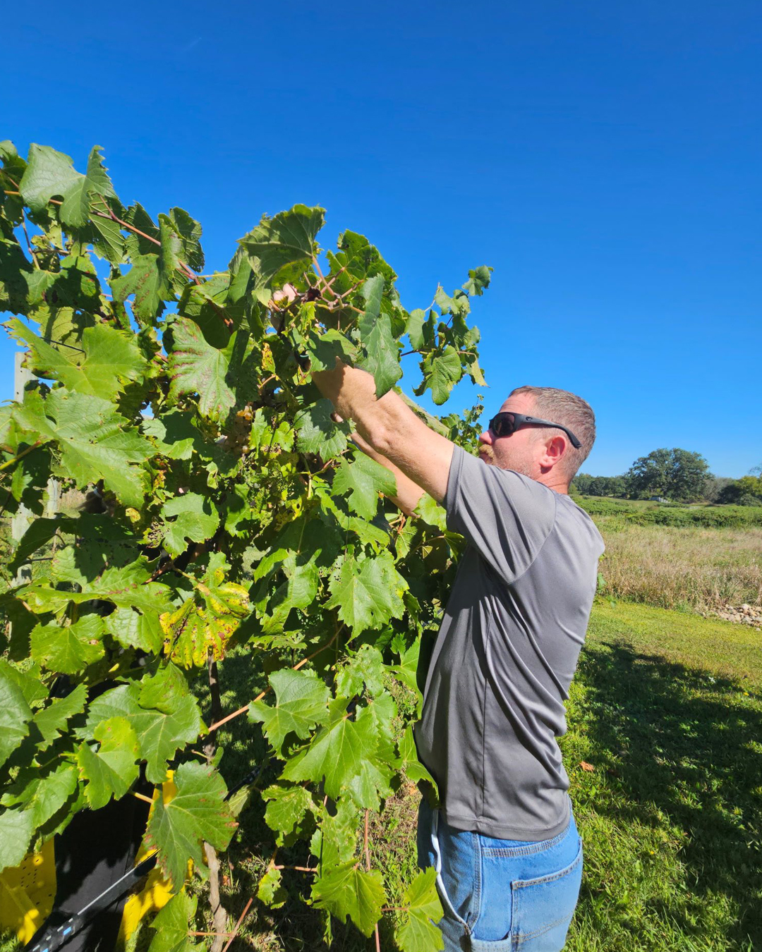 Meet Our Head Winemaker: Brent Lybrink