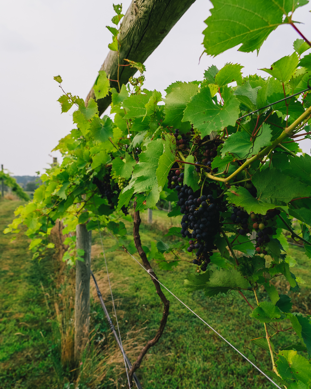 Discover Wilson Estate Vineyard: Your Southern Michigan Wine Destination