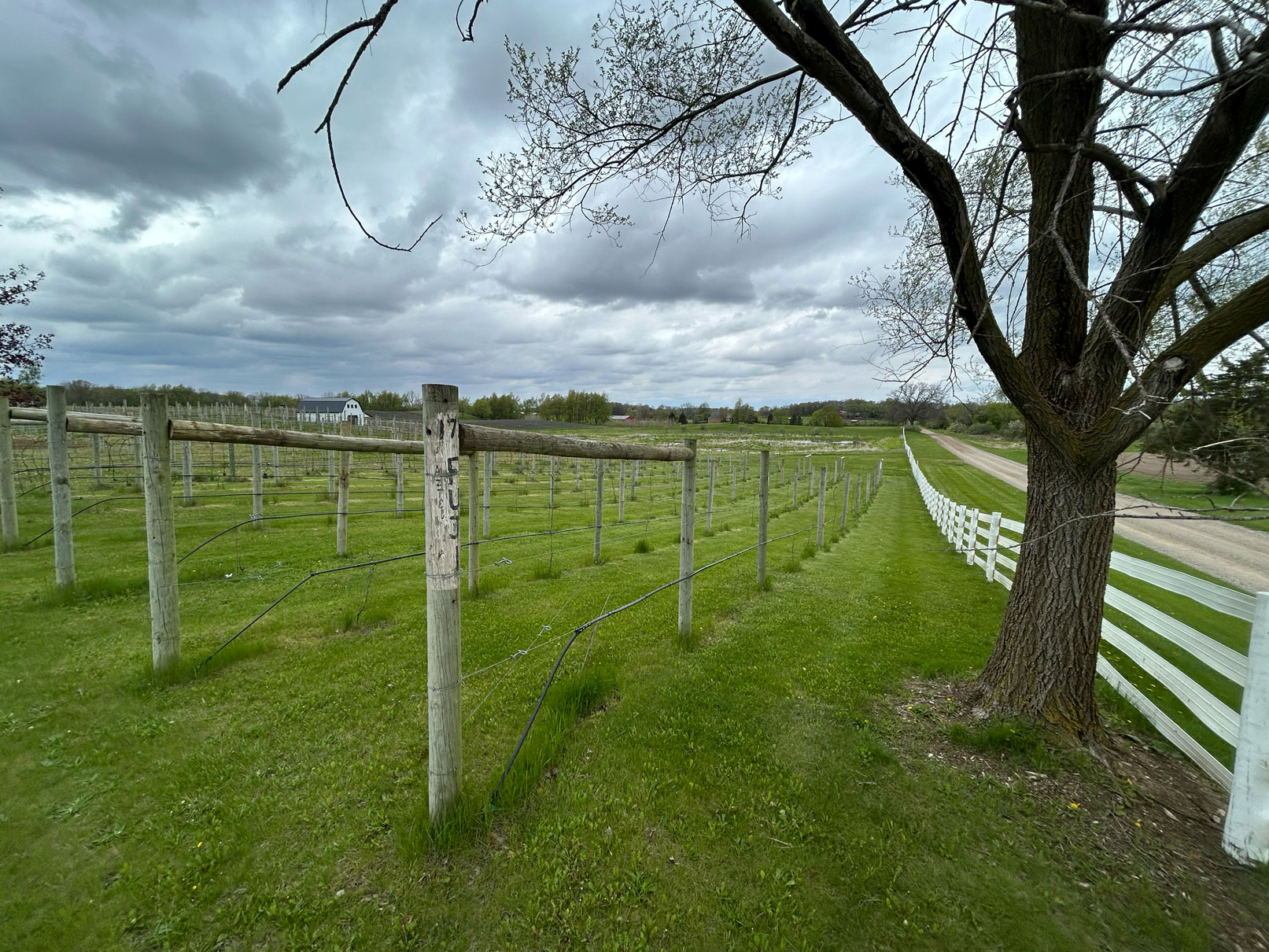 Growing the Future: New Vines Planted at Wilson Estate Vineyard